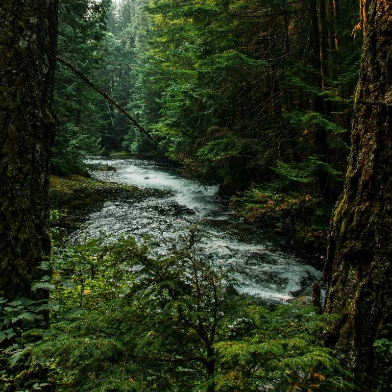 A river surrounded by trees in a forest.